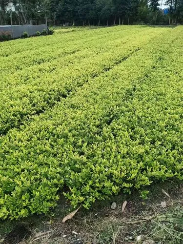潮州城市园林绿化工程设计